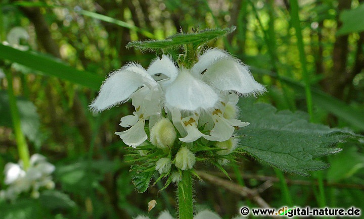 Die Weiße Taubnessel (Lamium album) wächst auf nährstoffreichen Wiesen