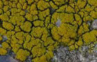 Candelariella coralliza