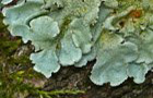 Caperatflechte