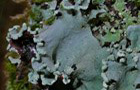 Parmotrema perlatum