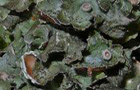 Pleurosticta acetabulum