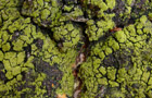 Candelariella reflexa