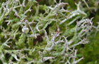 Cladonia scabriuscula