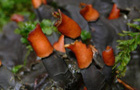 Fingerfrüchtige Schildflechte