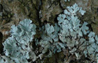 Sulcatflechte