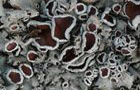 Xanthoparmelia stenophylla