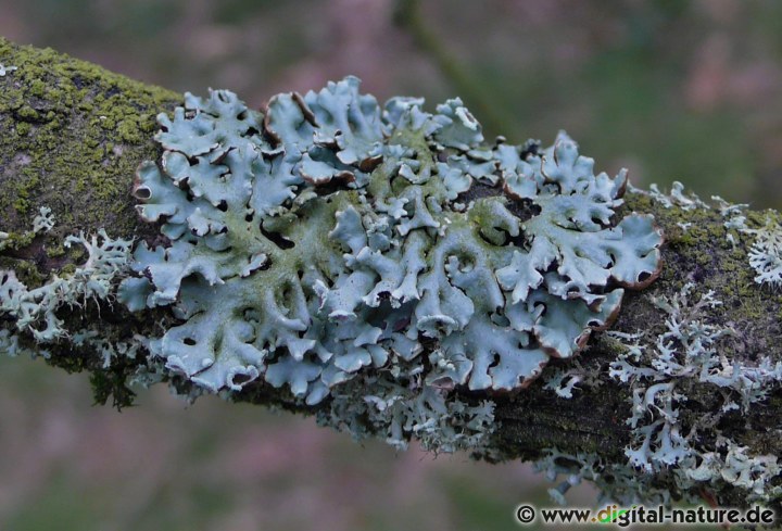 Die Blasenflechte Hypogymnia physodes bildet Lippensorale an der Lappenenden aus