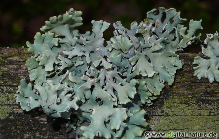 Die Blasenflechte Hypogymnia physodes ist sehr variabel gefärbt