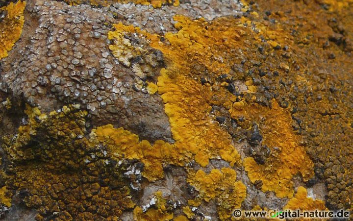 Der Orangerote Schönfleck wächst auf exponiertem Kalkgestein
