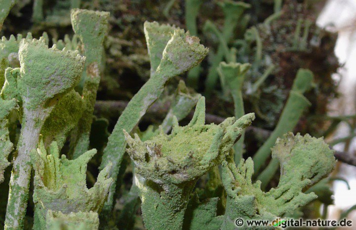 Cladonia sulphurina - Merkmale und Unterscheidung