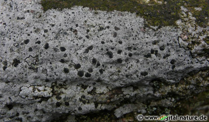 Clauzadea immersa Substrate