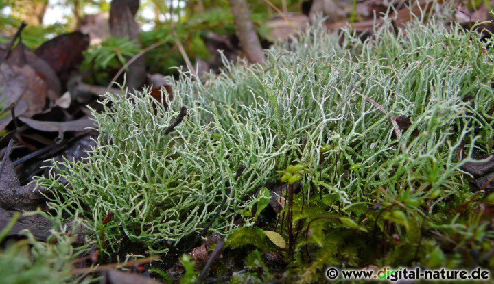Cladonia rangiformis wächst an lichtreichen Standorten auf kalkhaltigem Gestein