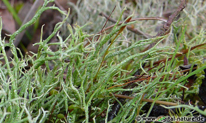 Cladonia rangiformis - Gesprenkelte Oberfläche der Stämmchen