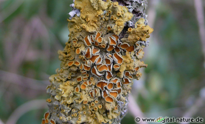 Die Gelbe Wandflechte ist eine wichtige Futterpflanze für manche Nachtfalter-Raupen