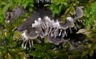 Bild Eins