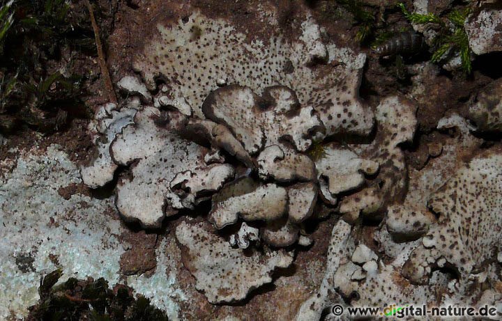 Die Kalknabelflechte wächst bevorzugt auf Kalkgestein