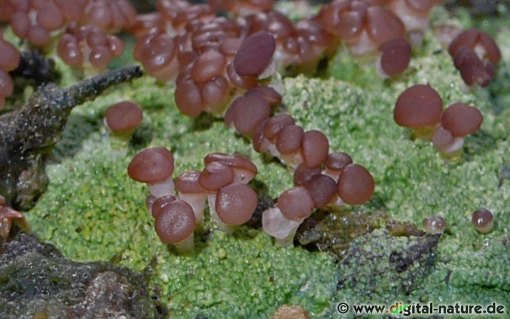 Lager von Baeomyces rufus unterdrücken unerwünschte Begleitvegetation