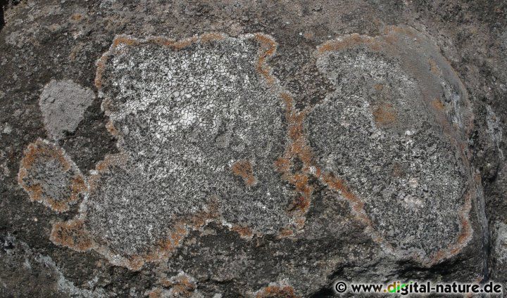 Lecidea lapicida wächst auf kalkfreien Gestein