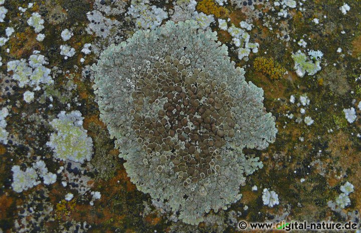 Die Mauerflechte wächst auf nährstoffreichen Silikat- oder Kalkgestein