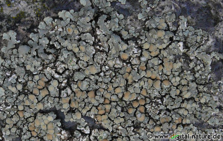 Von der Mauerflechte existieren diverse Variationen