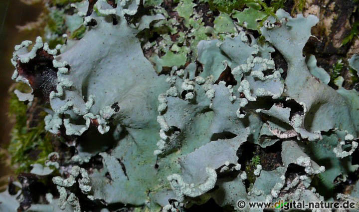 Die Blattflechte Parmotrema perlatum wächst auf der Rinde von Laub- oder Obstbäumen