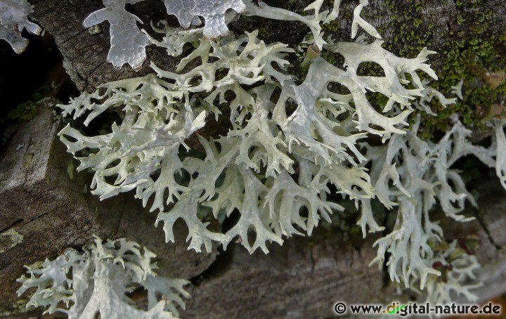 Die Pflaumenflechte (Evernia prunastri) wächst auf der Borke diverser Bäume