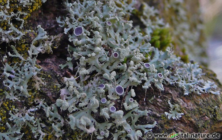 Physcia tenella wächst bevorzugt auf nährstoffreicher Borke von Laubbäumen
