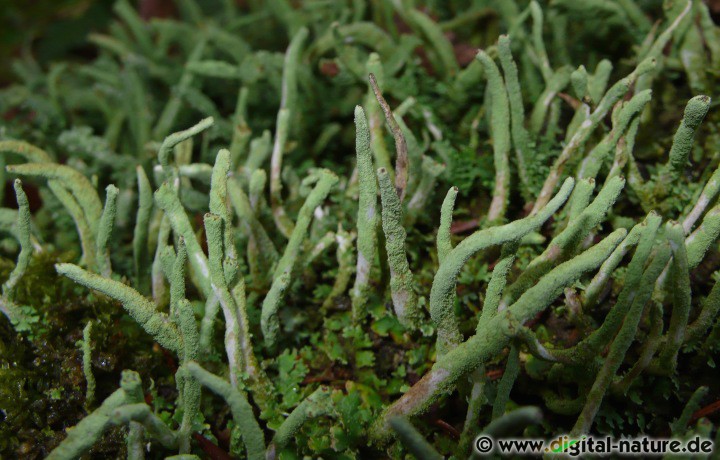 Die Gewöhnliche Säulenflechte (Cladonia coniocraea) wächst auf Totholz