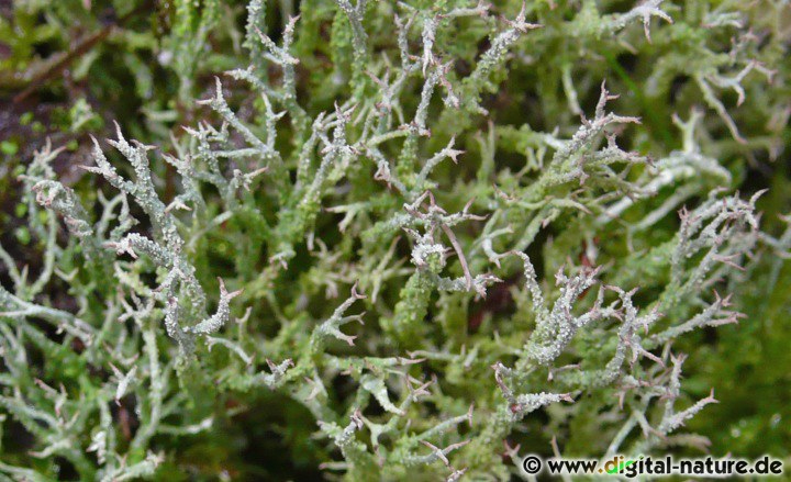 Die Strauchflechte Cladonia scabriuscula findet man auf sandigen oder felsigen Böden