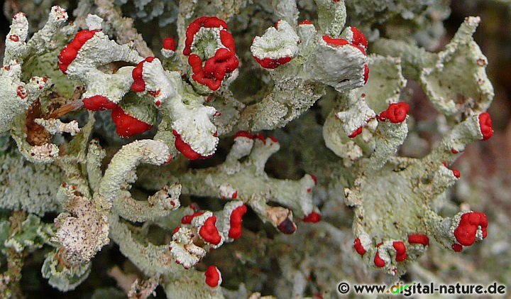 Cladonia diversa wächst an lichtreichen Standorten