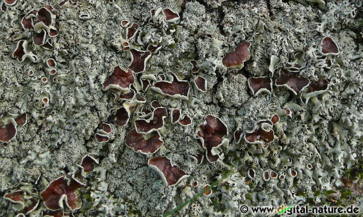 Xanthoparmelia stenophylla wächst auf basischem und saurem Silikatgestein