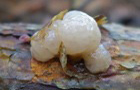 Alabaster-Kernling