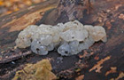 Unbestimmte Gallertpilze
