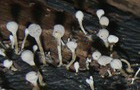 Buchen-Hütchenträger