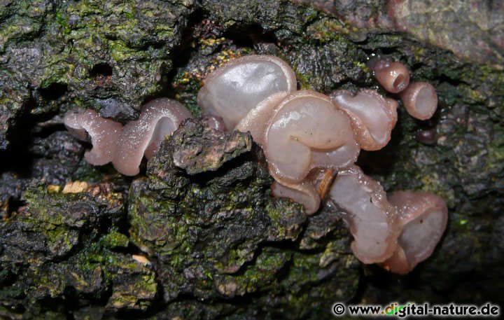Blassrötlicher oder Blassroter Gallertbecher auf Rotbuche