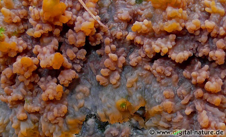 Der Orangerote Kammpilz hat seine Hauptaktivität von Herbst bis Winter