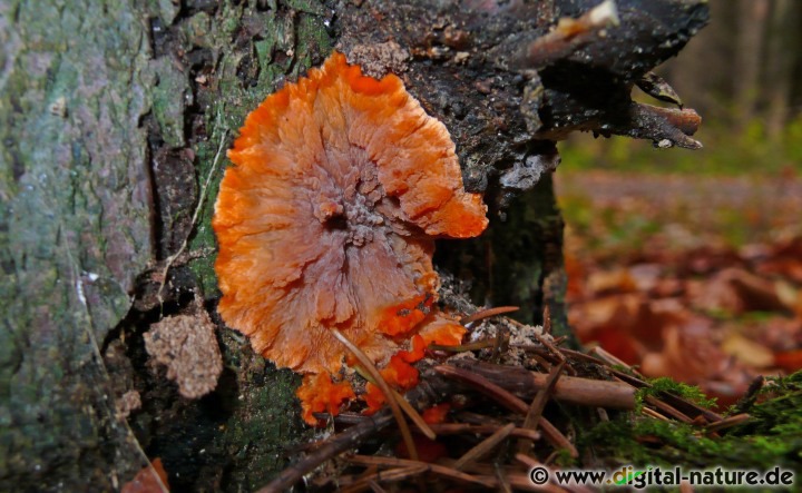 Der saprobiontisch lebende Pilz erzeugt eine Weißfäule