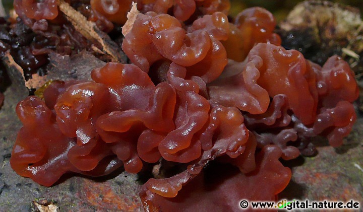 Der Rotbraune Zitterling erzeugt Weißfäule im befallenen Substrat