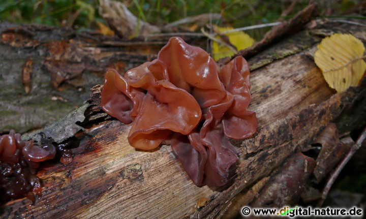 Tremella foliacea wächst auf Laubbaum-Totholz