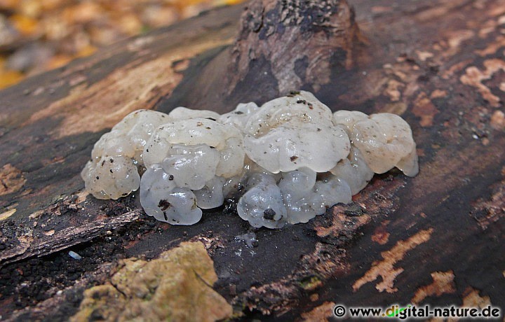 Gallertpilz im Wunstorfer Moor