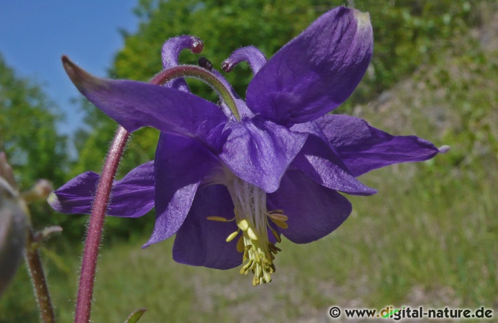 Aquilegia vulgaris wächst auf durchlässigen, kalkhaltigen Böden