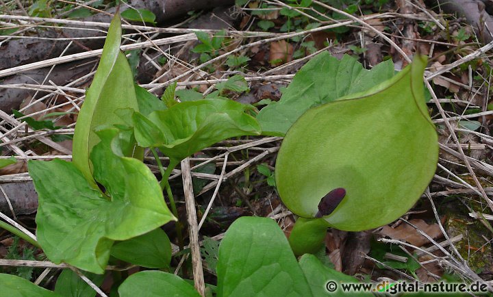 Arum maculatum wächst auf nährstoffreichen Böden