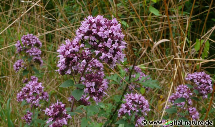 Der Echte Dost (Origanum vulgare) wächst auf Trockenrasen