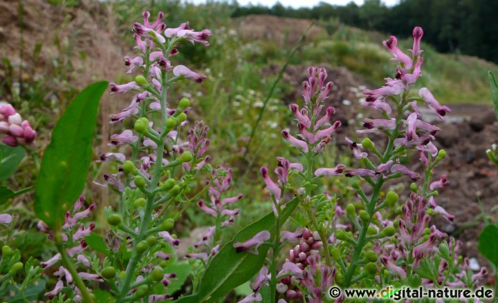 Fumaria officinalis wird meist als Tee verabreicht