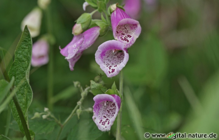 Digitalis purpurea wächst an Waldrändern, auf Kahlschlägen oder an Wegrändern