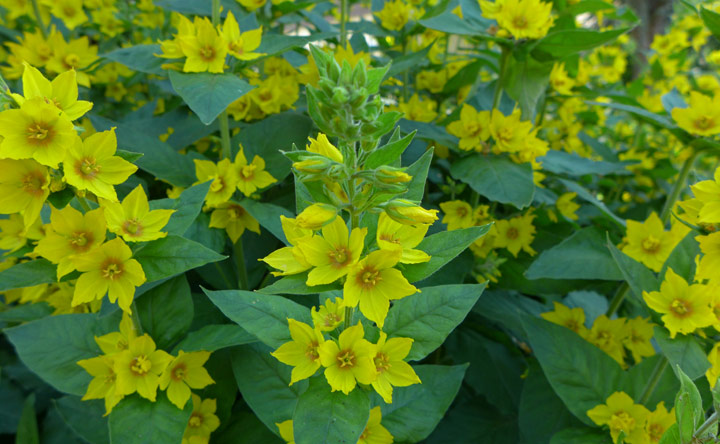 In früheren Zeiten wurde Lysimachia vulgaris bei Entzündungen verwendet