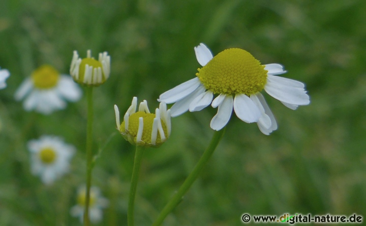 Matricaria chamomilla wächst auf Ödland oder an Getreidefeldern