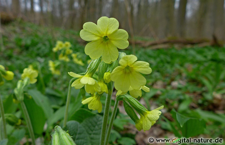 Primula elatior ist ein Frühblüher (Blütezeit März bis Mai) der in Misch- oder Buchenwäldern vorkommt