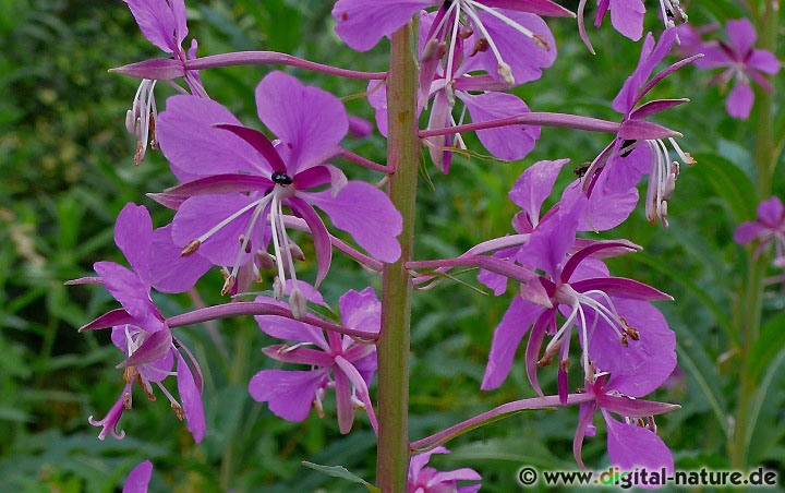 Epilobium angustifolium wächst auf Lichtungen oder Ruderalflächen