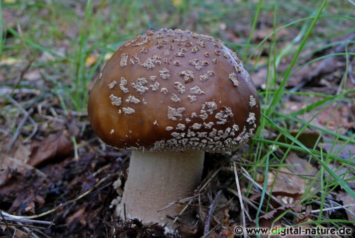 Pantherpilz (Amanita pantherina) Steckbrief